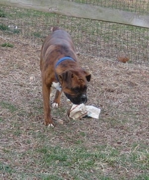 Bruno the Boxer walking with a newspaper in his mouth