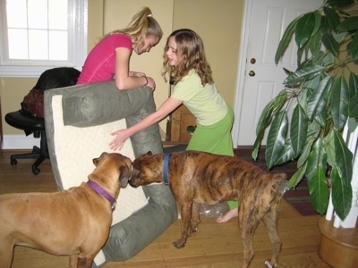 Amie and Sara setting up Allie and Bruno the Boxers new dog beds as the dogs watch