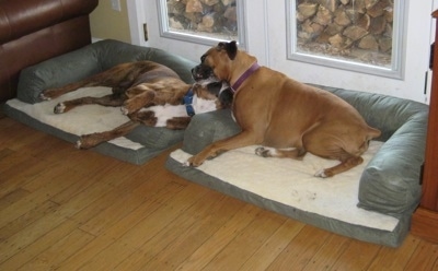 Allie and Bruno the Boxer biting with each other while laying on the dog beds