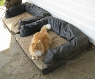 Pumpkin the cat laying on the new outside cat Bed
