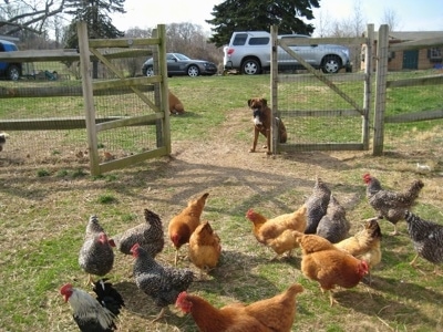 Bruno the Boxer sitting in front of an open gate with a bunch of chickens on the other side of it