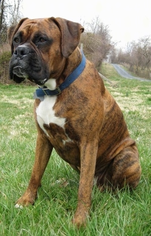 Bruno the Boxer sitting outside with a paved driveway in the background
