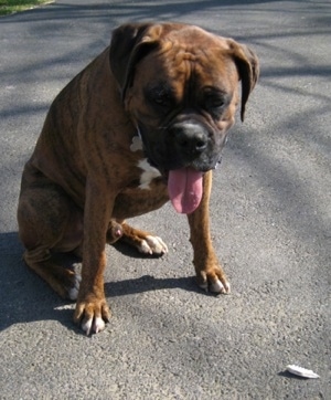 Bruno the Boxer sitting outside on a blacktop with his tongue out next to a piece of a skull