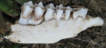 Close Up - Skull teeth connected to the jaw bone