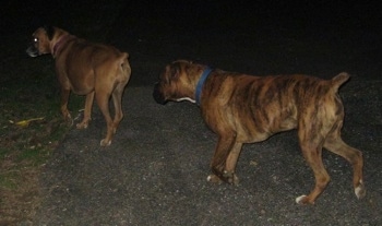 Bruno the Boxer following Allie the Boxer outside at night