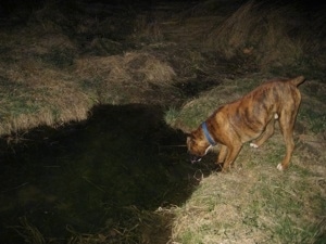 Bruno the Boxer drinking out of a stream