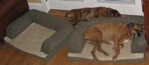 Allie the Boxer sleeping in a dog bed and Bruno the Boxer sleeping behind the dog bed