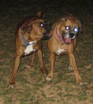 Bruno the Boxer nipping at Allie the Boxer