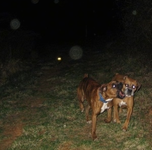 Allie and Bruno the Boxers nipping at each other on a walk