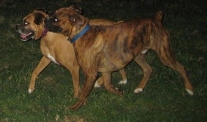 Bruno the Boxer holding onto Allie's collar with his mouth