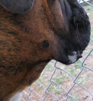 Close up of the slobber beginning to come out of Bruno the Boxers mouth