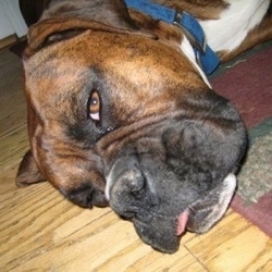 Close Up - Bruno the Boxers Face with his tongue out