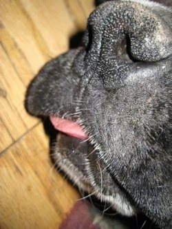 Close Up - Bruno the Boxers Nose and tongue