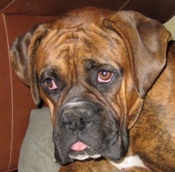 Bruno the Boxer's wrinkly face with his tongue out
