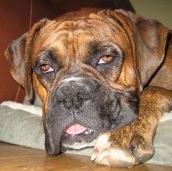 Close Up - Bruno the Boxer laying down looking sleepy with his tongue out
