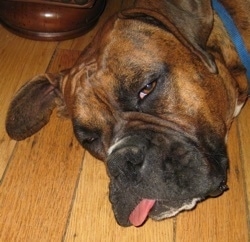 Close Up - Bruno the Boxer looking tired with his tongue out