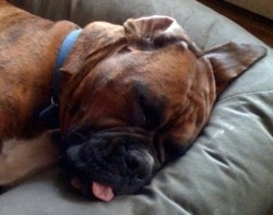 Close Up - Bruno the Boxer sleeping on his dog bed with his tongue sticking out