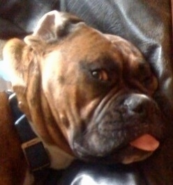 Close Up - Bruno the Boxer waking up with his eyes wide with his tongue sticking out
