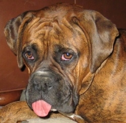 Close Up - Bruno the Boxer with its tongue out looking droopy
