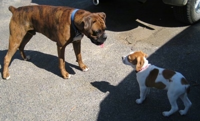 Bruno the Boxer looking at Darley the Beagle mix puppy out in a driveway