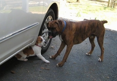 Darley the Beagle mix sitting under a car behind the front wheel and Bruno the Boxer is standing in front of her