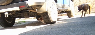 Darley the Beagle Mix hiding under a car and Bruno the Boxer is looking for her