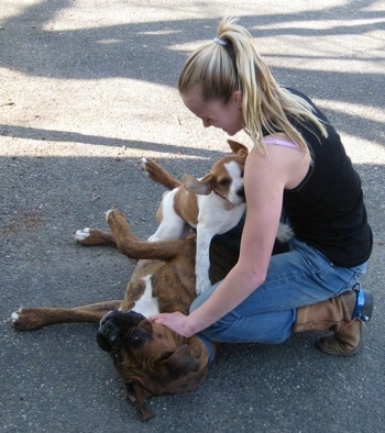 Amie kneeling down petting Darley the Beagle mix and Bruno the Boxer