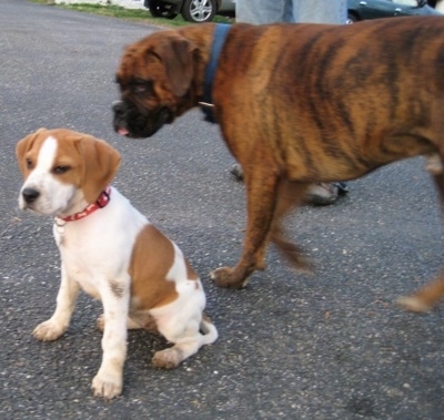 Darley the Beagle mix sitting in front of Bruno the Boxer who is in motion walking by