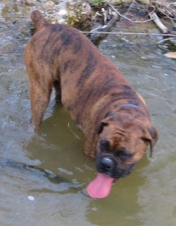 Bruno the Boxer with his tongue out standing in a pond