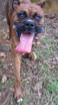 Bruno the Boxer running outside with his huge tongue out