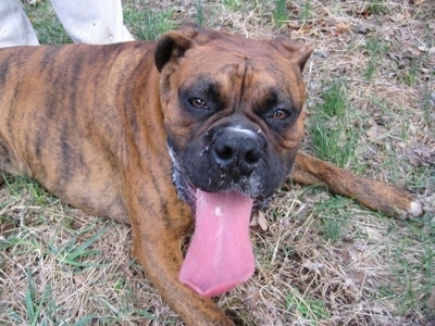 Bruno the Boxer laying outside with his huge tongue out