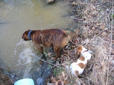 Bruno the Boxer sticking his head in the pond. Darley the Beagle mix sitting on the edge of the water