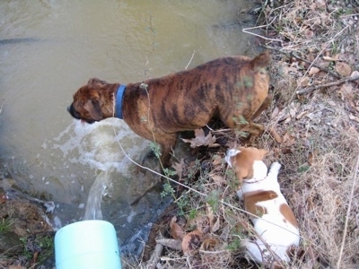 Bruno the Boxer drinking from a pond. Darley the Beagle mix sitting on the edge of the water