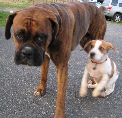 Bruno the Boxer walking on the blacktop and Darley the Beagle mix running beside him