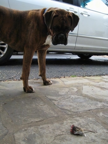 Bruno the Boxer looking at a half eaten mouse on the stone porch