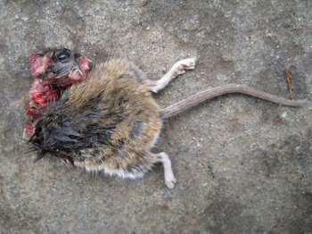 Half eaten mouse on a stone porch