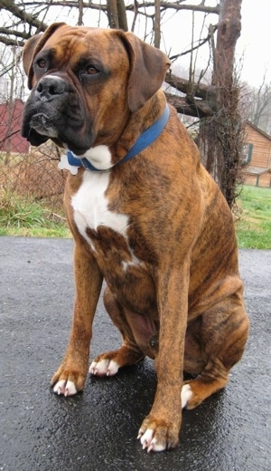 Bruno the Boxer sitting outside on the wet blacktop with a horse lean to, a shed and a tree behind him