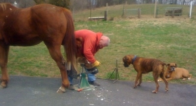 Allie and Bruno the Boxer watching a horse ferrier who is trimming the horses hooves