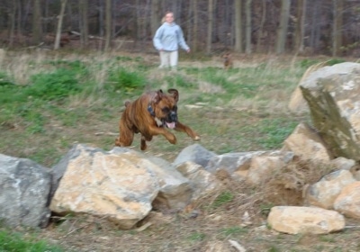 Bruno the Boxer jumping over a stone wall with Amie running in the background