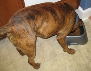 Bruno the Boxer eating out of the food bowl