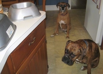 Allie and Bruno the Boxer sitting in the kitchen with their food bowls on the counter