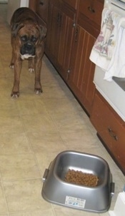 Bruno the Boxer standing in the kitchen looking at his food bowl which is on the floor