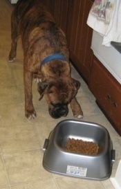 Bruno the Boxer walking over to his food bowl