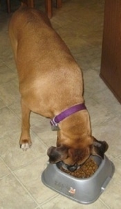 Allie the Boxer eating out of the food bowl