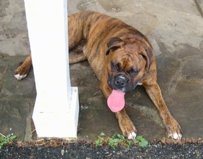 Bruno the Boxer laying on a stone porch with his tongue out