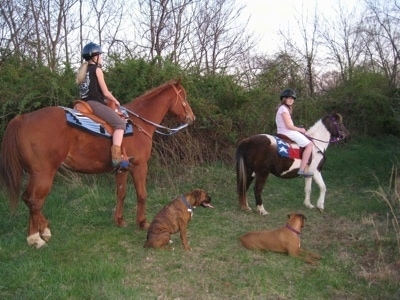 Allie and Bruno the Boxers sitting and laying down next to Amie and Sara who are on the horse and the pony