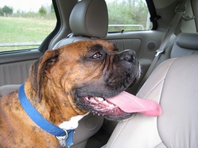 Bruno the Boxer sitting in the front seat of a car with his tongue out