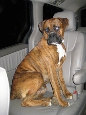 Bruno the Boxer sitting in the middle seat of a mini van