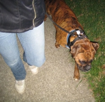 Bruno the Boxer walking on a leash next to his owner