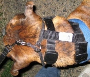 Bruno the Boxer wearing the illusion dog training collar, top view